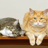 Cat Compatibility